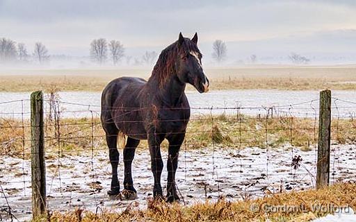 A Dark Horse_31904.jpg - Photographed near Kilmarnock, Ontario, Canada.